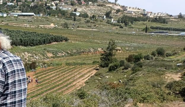 כרמי ביכורי שילה — בציר עצמי
